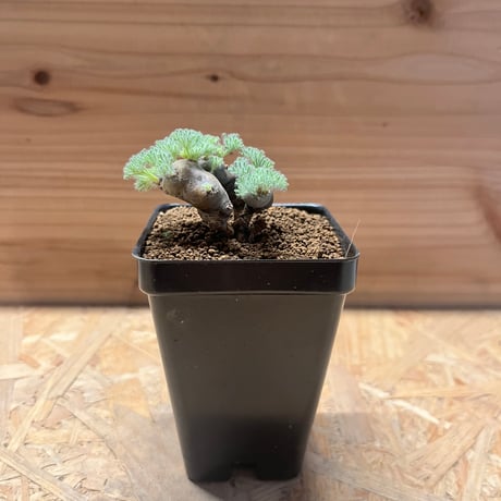 モンソニアムルチフィダ | STORES