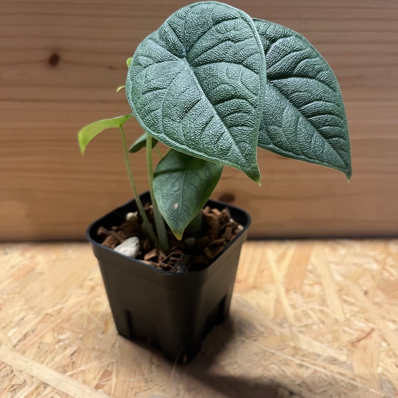 Alocasia Melo Albo アロカシア メロ アルボ ハーフムーン Alocasia Melo Albo アロカシア メロ アルボ ハーフムーン