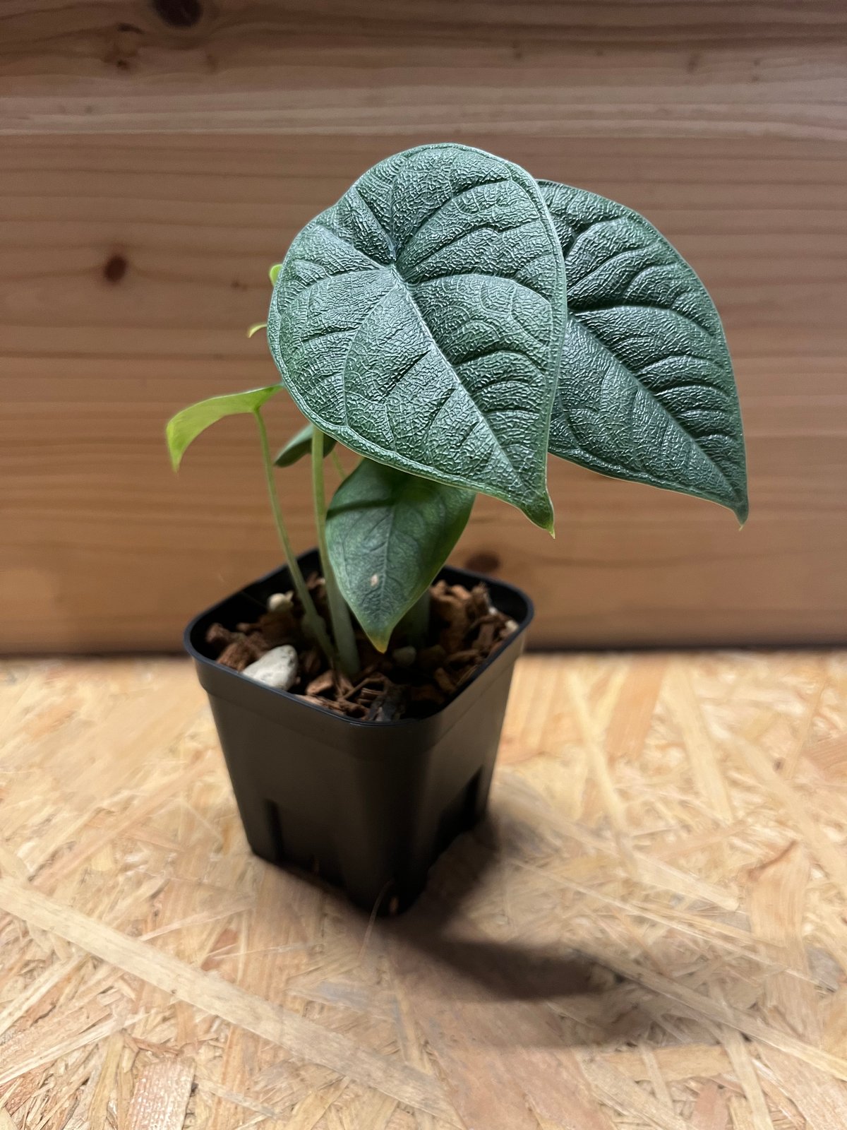 Alocasia melo/アロカシア メロ 大株 LLサイズ 検/コロカシア