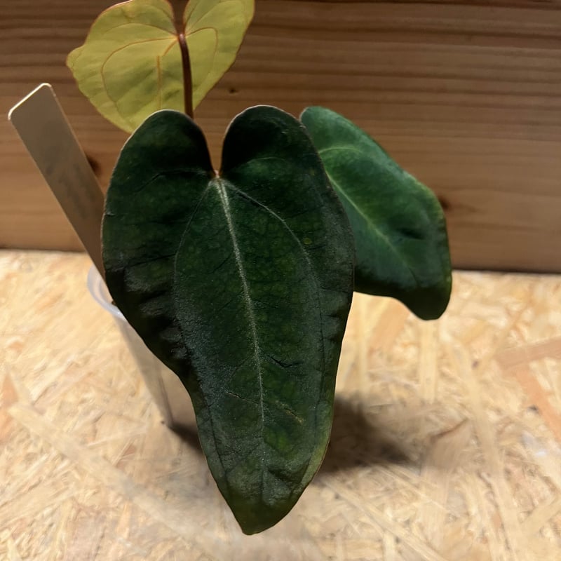 アンスリウム カーラブラッキー×アントラキー'ヤード' | GREEN LUCK