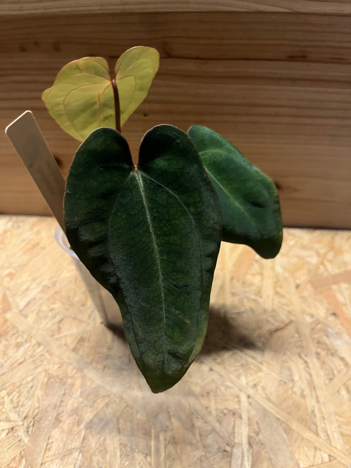 アンスリウム カーラブラッキー×アントラキー'ヤード' | GREEN LUCK