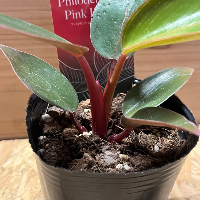【観葉植物】レア　フィロデンドロン リンナエイ　パープルバック 観葉植物】レア フィロデンドロン リンナエイ パープルバック