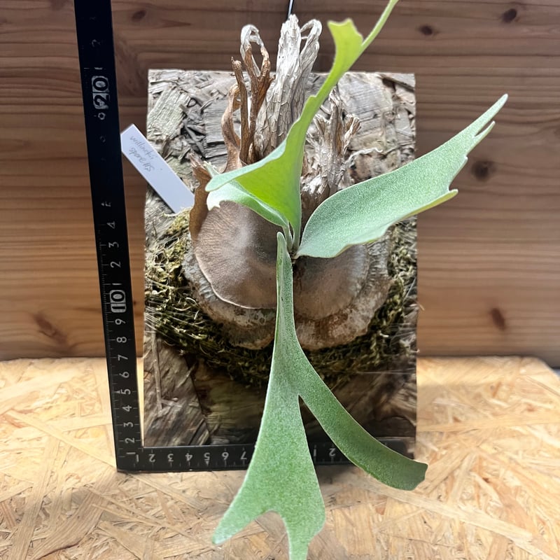 ビカクシダ ウィリンキー スポア#S | GREEN LUCK