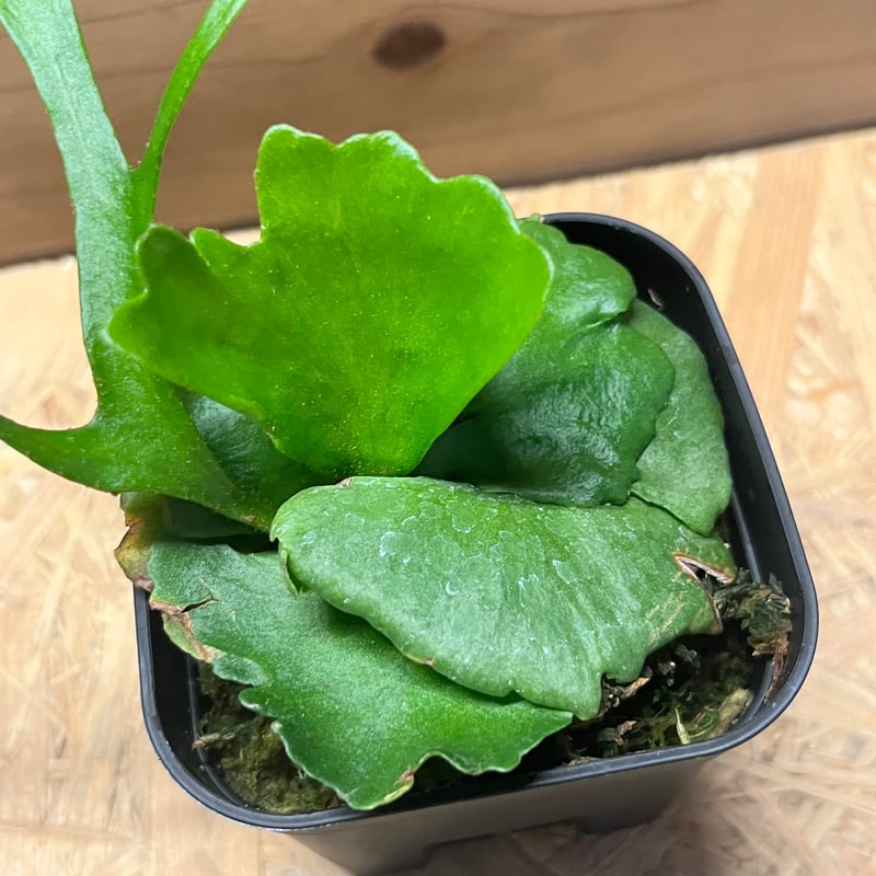 ビカクシダ　キッチャクード　大株 大株 Platycerium Mt.kitshakood Narrow ビカクシダ キッチャ