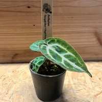 ドラセナ シナバリ | GREEN LUCK