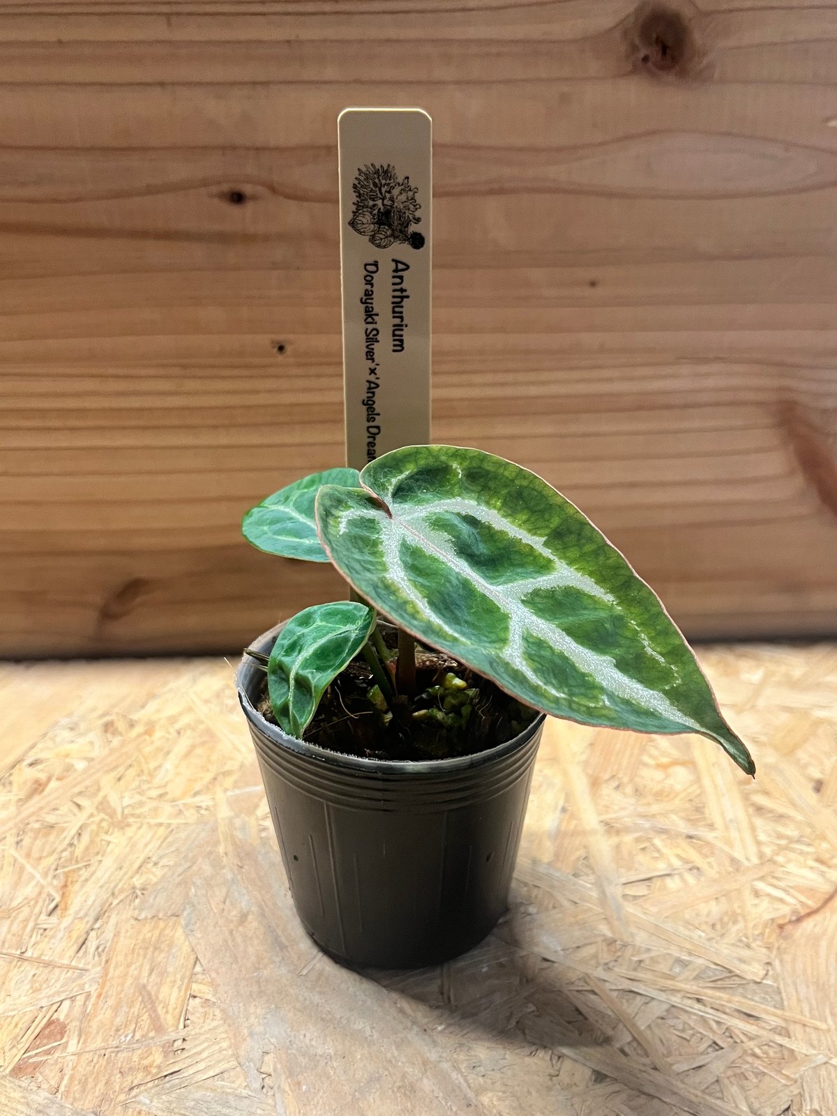 アンスリウム ドラヤキシルバー×エンジェルズドリーム×レッド