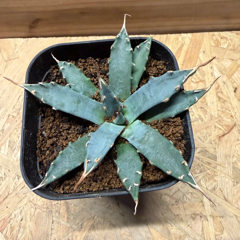 アガベ ユタエンシス エボリスピナ | GREEN LUCK