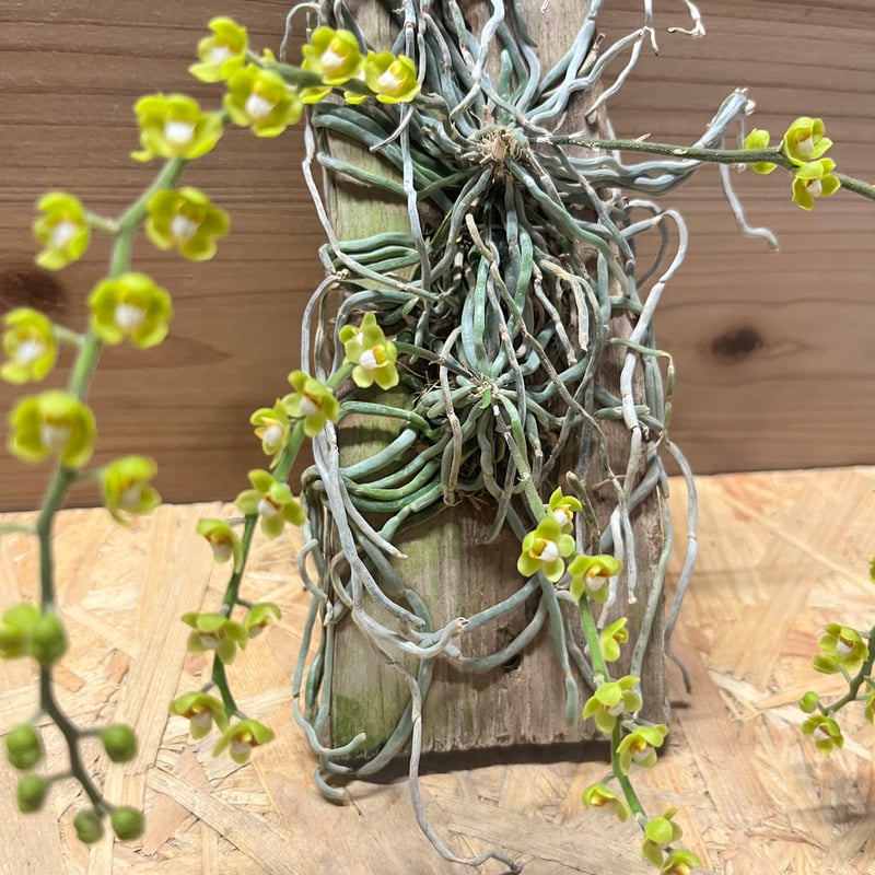 キロスキスタ　ビリディフラバ　着生蘭 キロスキスタ ビリディフラバ ♡ 着生植物 珍しい 着生蘭 着生ラン