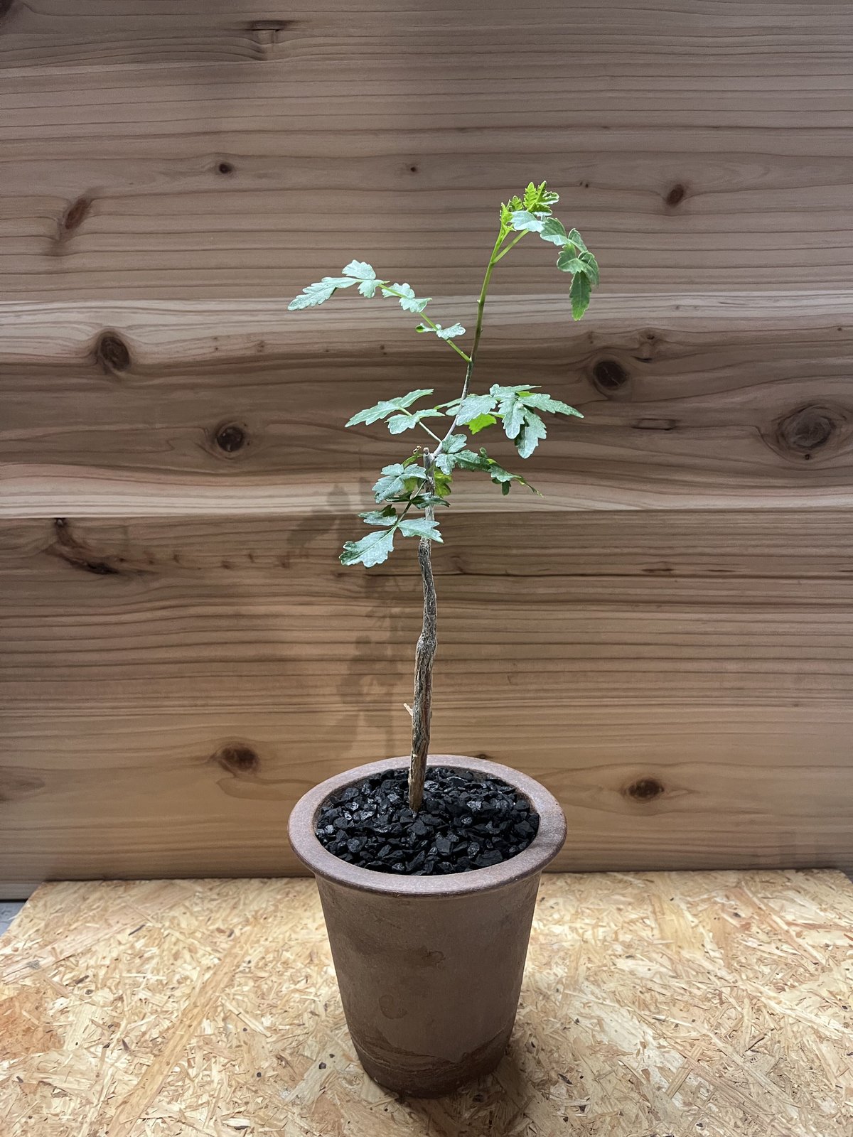 ブルセラ ファガロイデス 希少 実生 (検 オテロイ チタノタ ブルセラ ファガロイデス 希少 実生 (検 オテロイ チタノタ