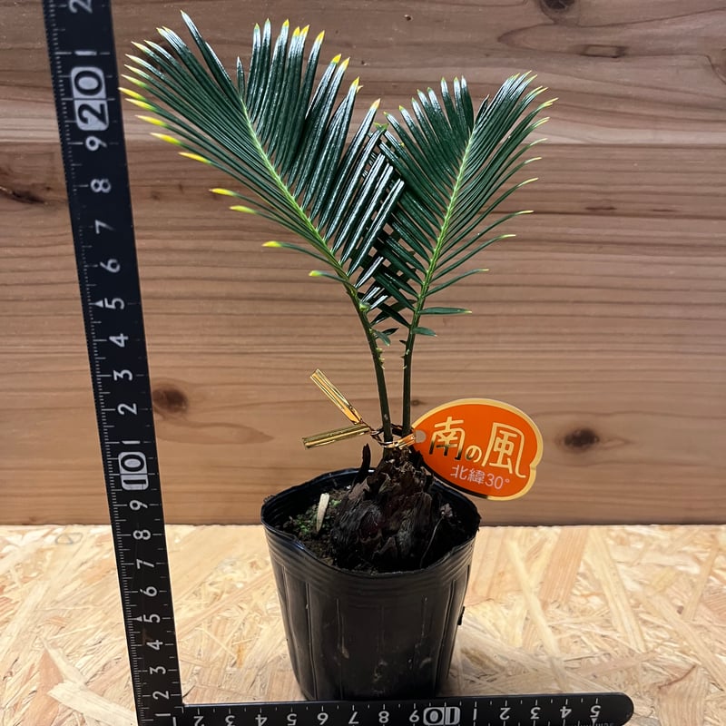 ③　金環ソテツ　７号　変わり葉　希少 ④金環ソテツ 7号 最高級品