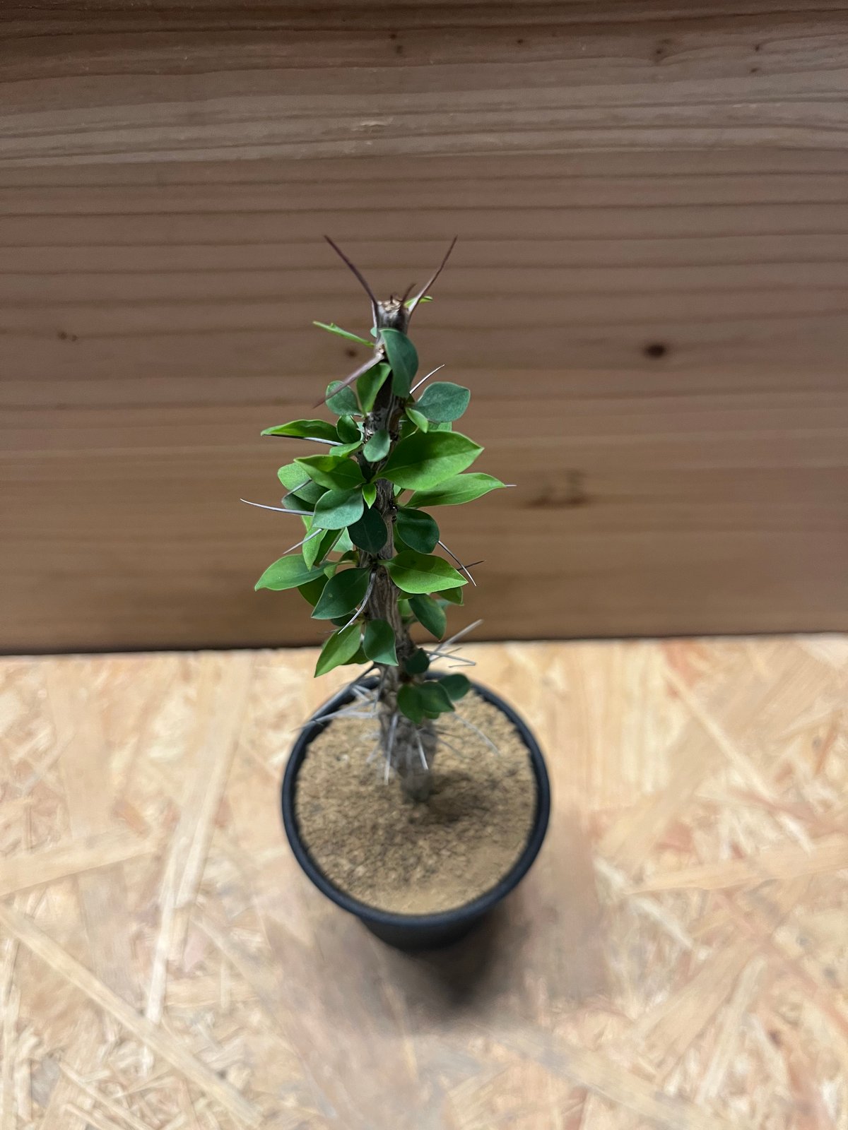 フォークイエリア　ディグエッティ　抜き苗 園芸ネット本店｜フォーキエリア：ディグエッティ 3号鉢植え の通販