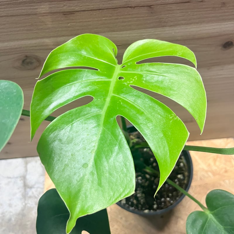 モンステラ デリシオーサ コンパクタ | GREEN LUCK
