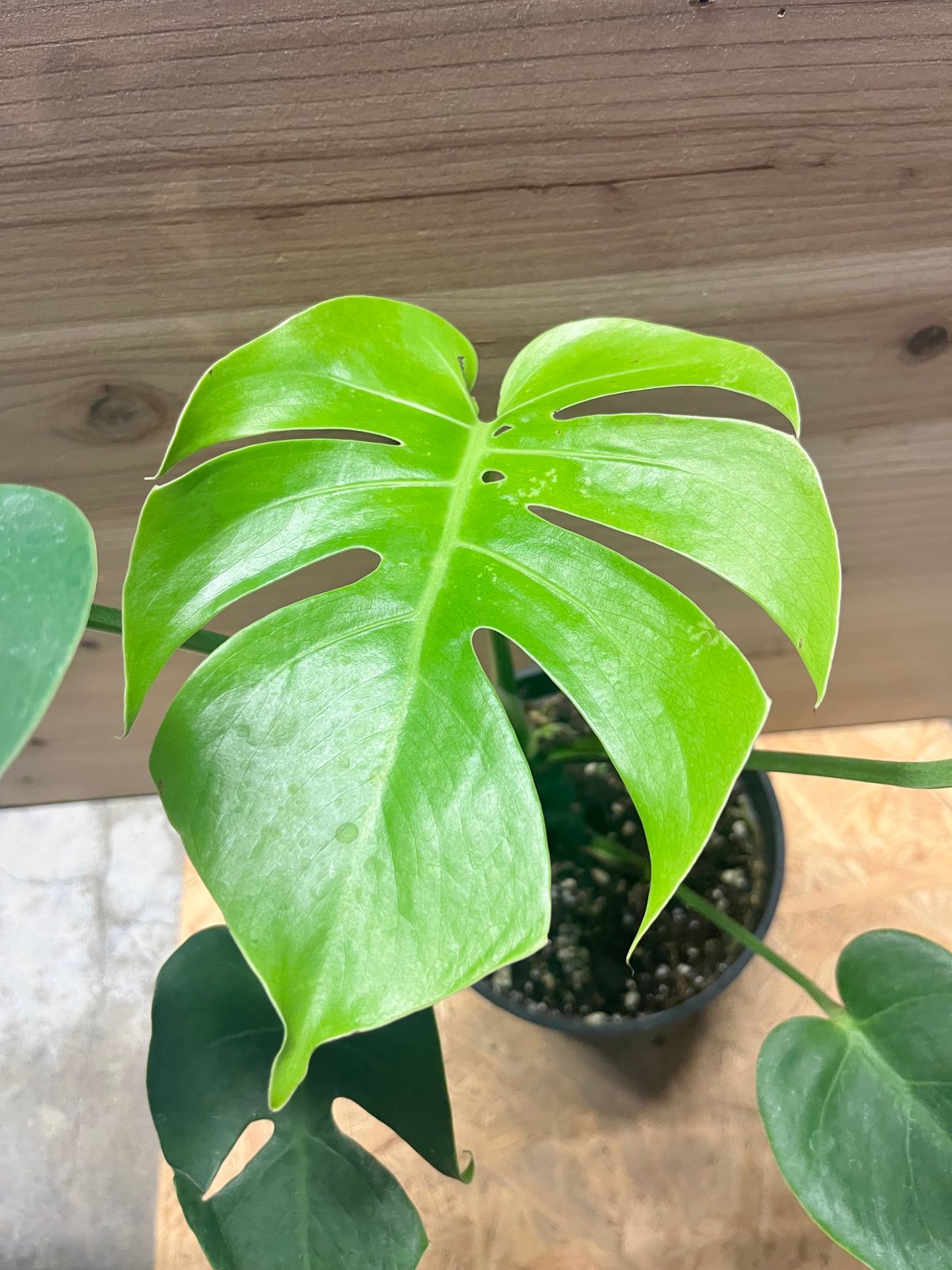 モンステラ デリシオーサ コンパクタ | GREEN LUCK
