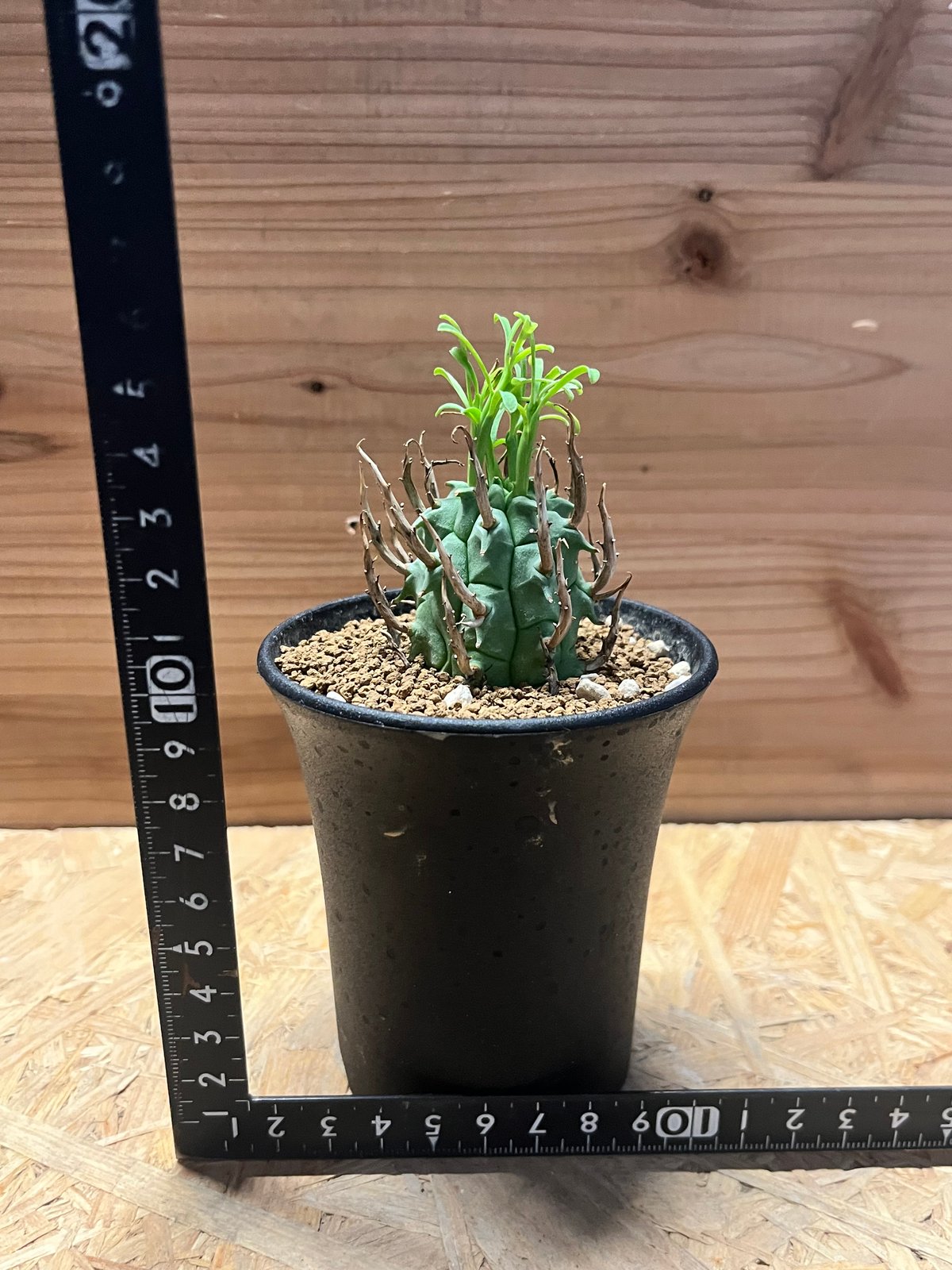 闘牛角　スコエンランディ　現地球 闘牛角 スコエンランディ 現地球 - メルカリ