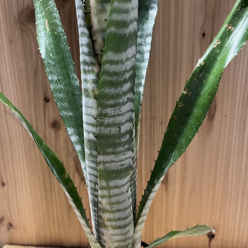 ビルベルギア パイプライン | GREEN LUCK