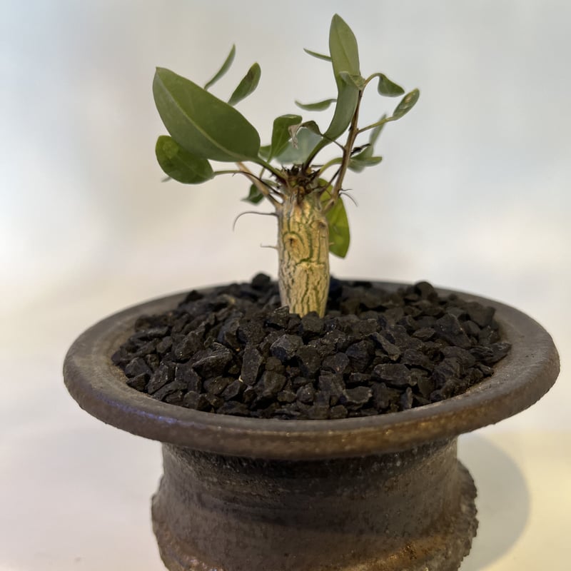 フォークイエリア コルムナリス 観峰玉×土京鉢 | GREEN LUCK