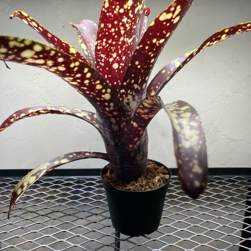 ビルベルギア　特大株 ビルベルギア 特大株 楽天市場】ビルベルギアの通販