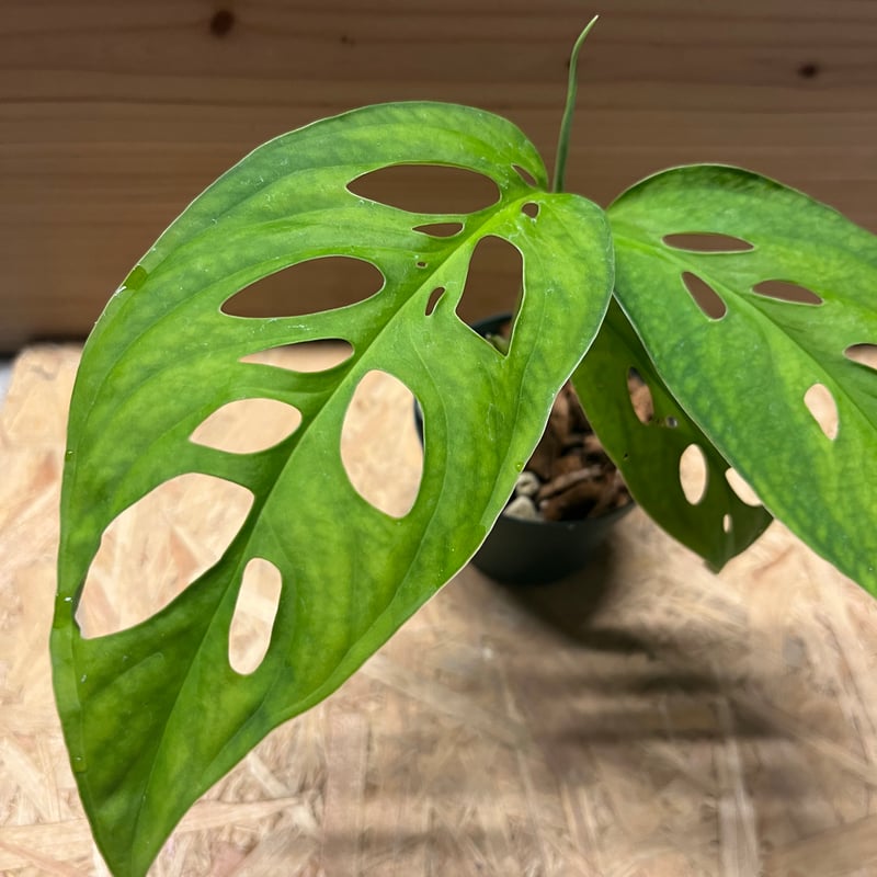 モンステラ エスケレート | GREEN LUCK