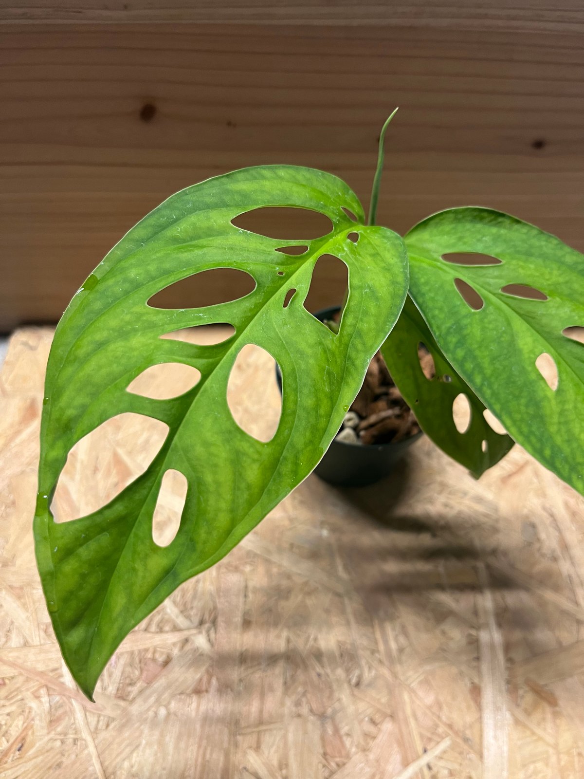 モンステラ エスケレート | GREEN LUCK