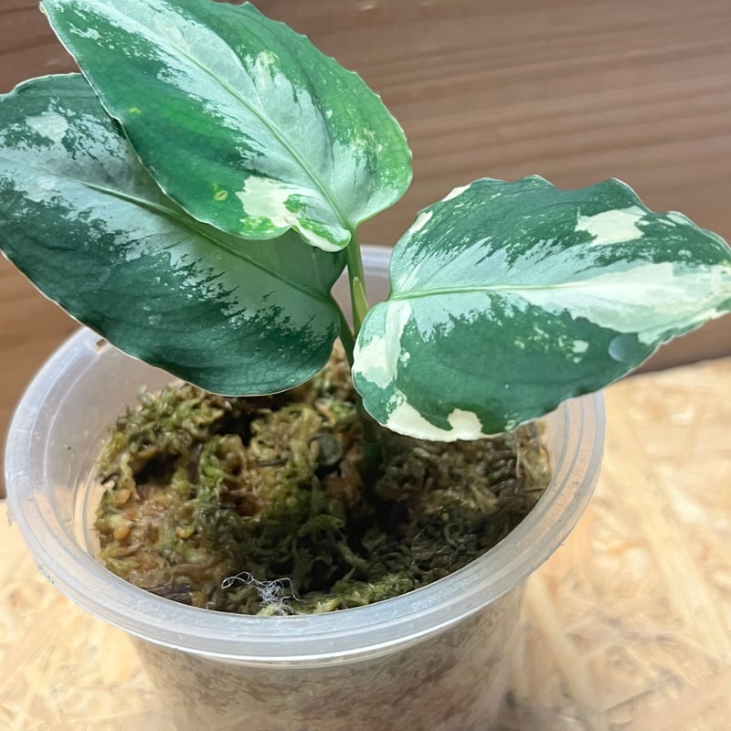 アグラオネマ ピクタム 斑入り | GREEN LUCK