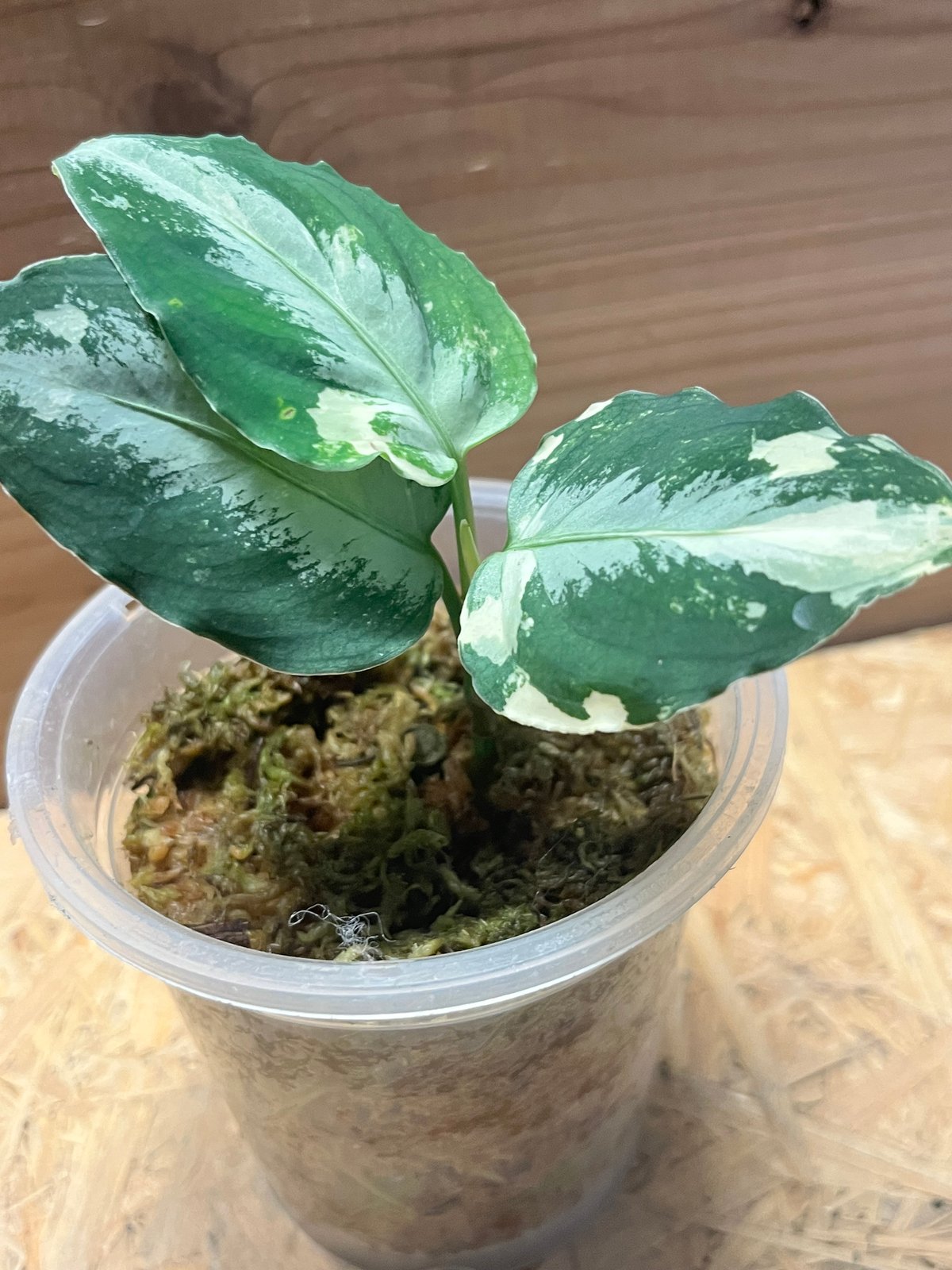 アグラオネマ ピクタム 斑入り | GREEN LUCK