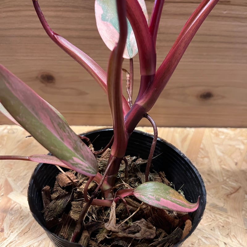 フィロデンドロン ストロベリーシェイク | GREEN LUCK