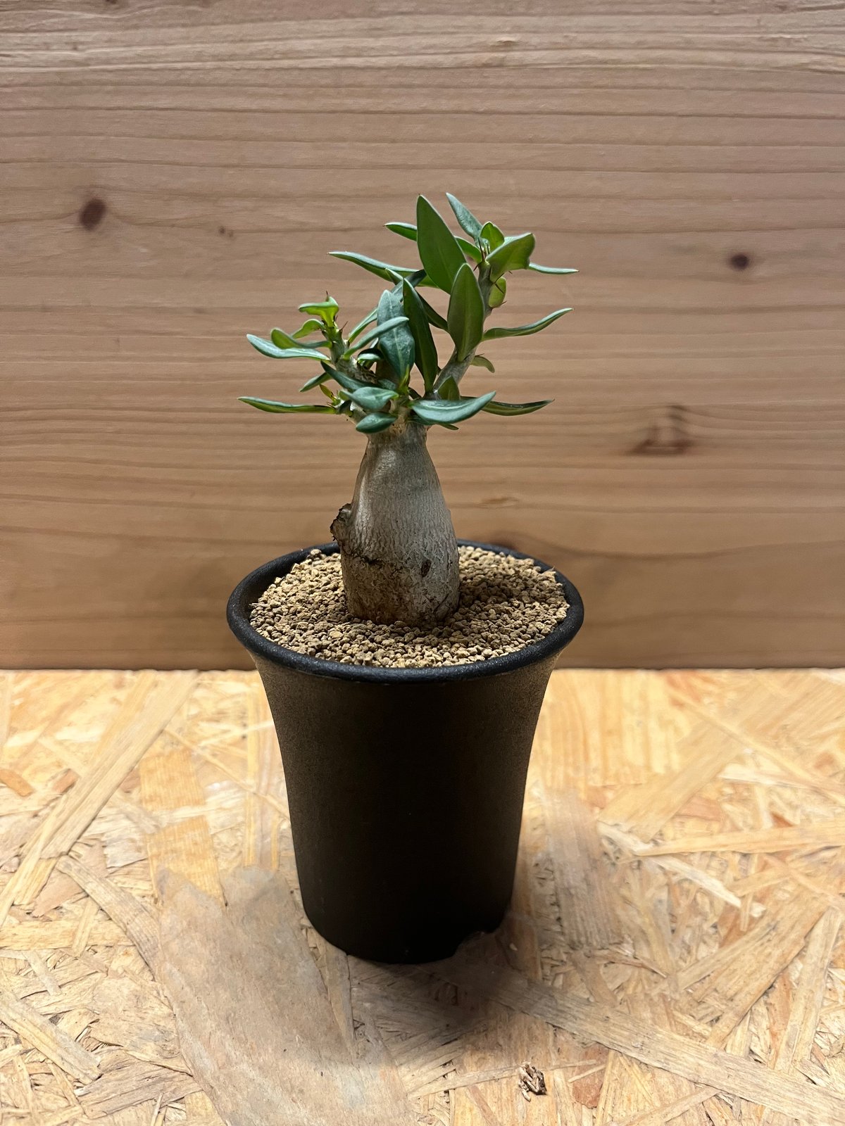 パキポディウムビスピノーサム パキポディウム ビスピノーサム | GREEN LUCK