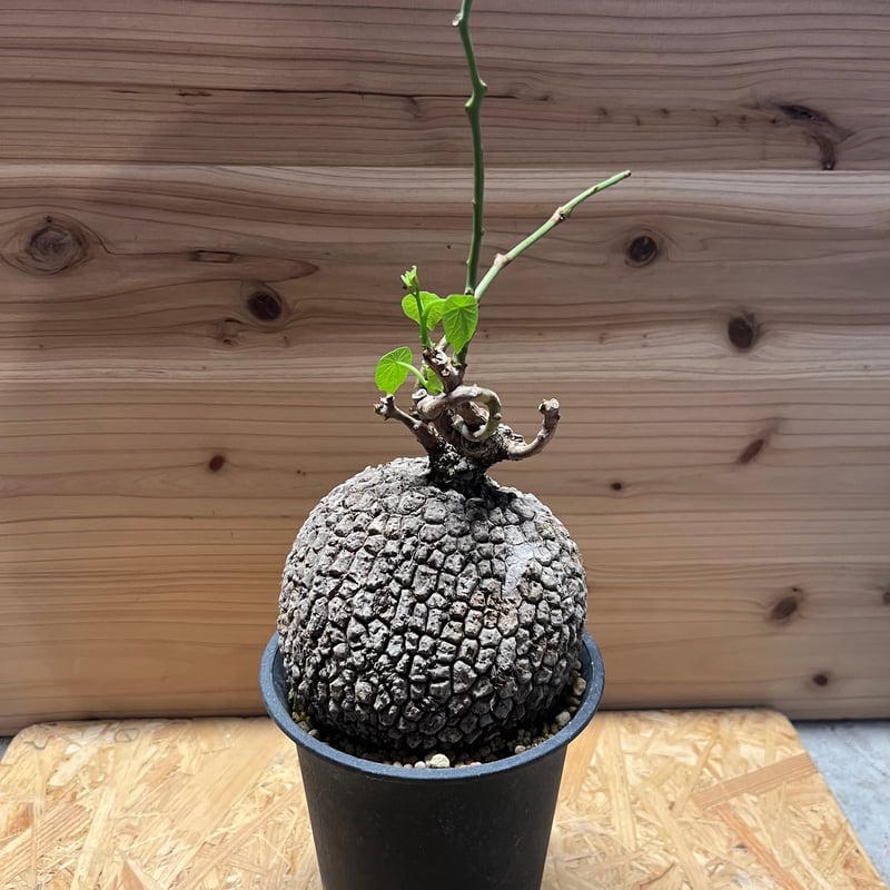ステファニア スベローサ ステファニア：スベローサ 3.5号鉢植え* の通販 | 園芸ネット