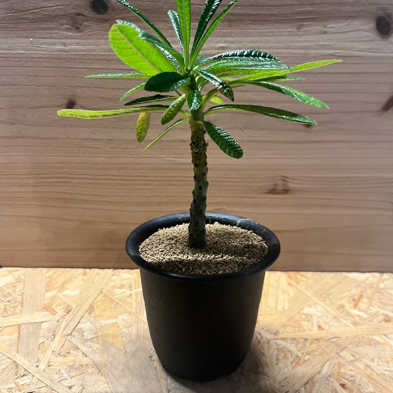 ドルステニア ギガス | GREEN LUCK