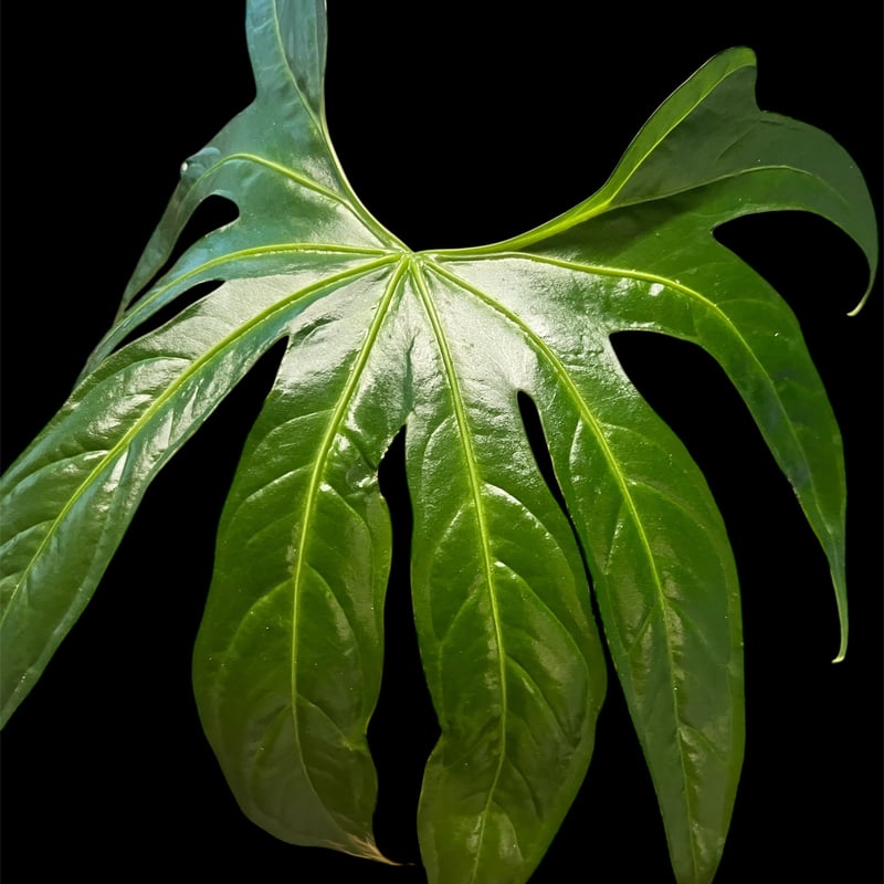 アンスリウム ペダトラディアツム | GREEN LUCK