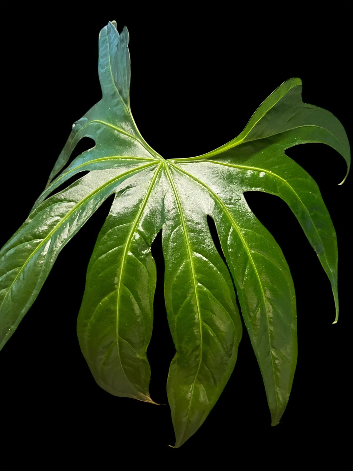 アンスリウム ペダトラディアツム | GREEN LUCK