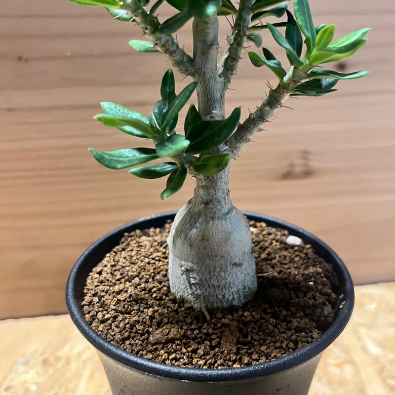 ピスピノーサム　開花株 パキポディウム ビスピノーサム | GREEN LUCK