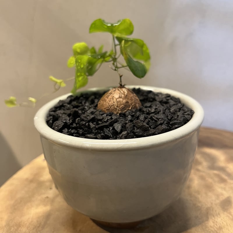 亀甲竜 ディオスコレアエレファンティペス×伝市鉢 | GREEN LUCK