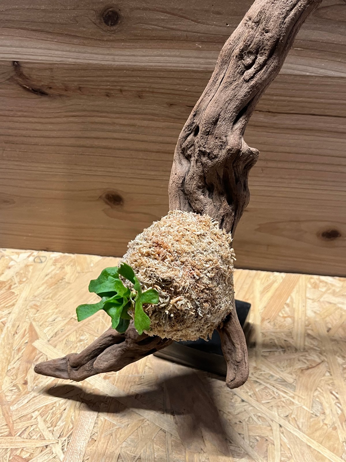 リドレイ ビカクシダ 流木 リドレイ ビカクシダ 流木