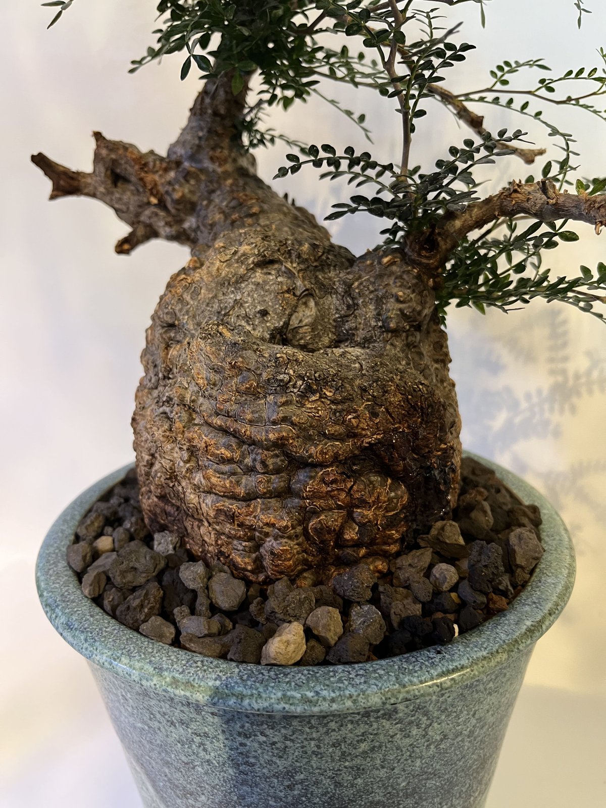 オペルクリカリア パキプス 現地球✖️SRL伝市鉢 オペルクリカリア パキプス 現地発根済×伝市鉢 | GREEN LUCK