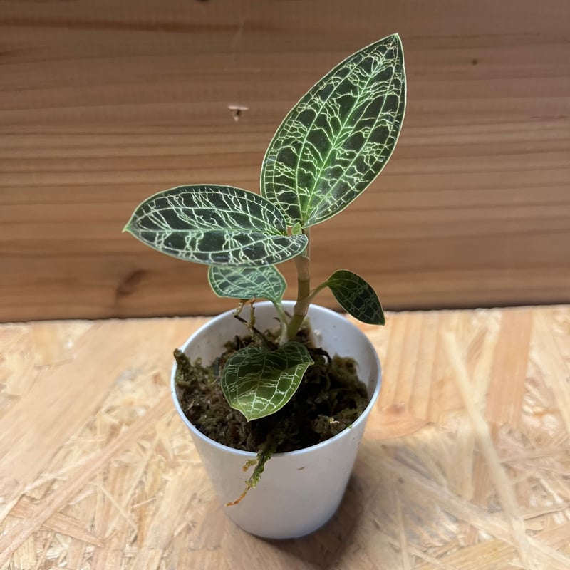 ジュエルオーキッド マコデスペトラ | GREEN LUCK