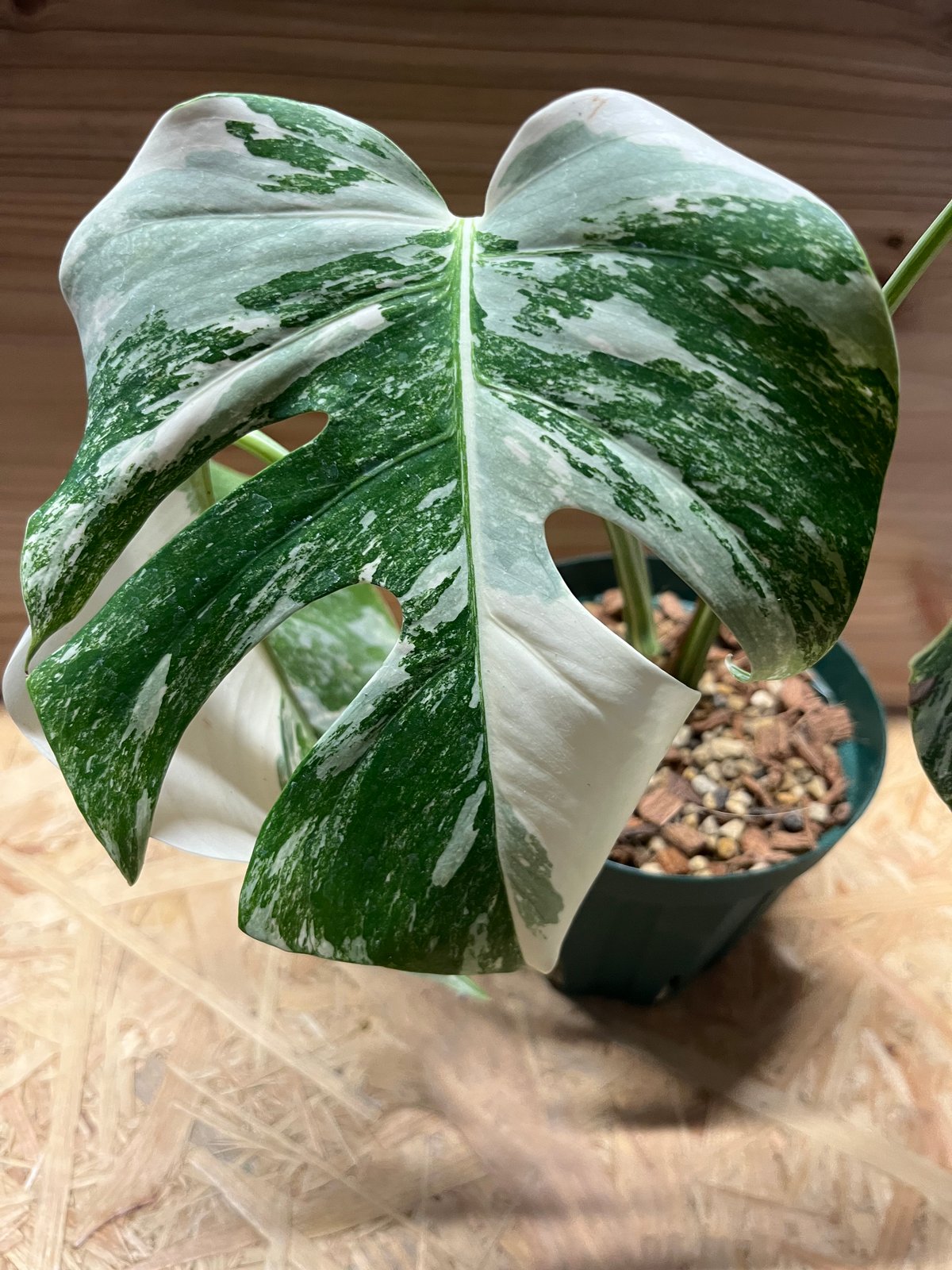 ①斑入りモンステラ　ボルシギアナ　極斑タイプ バリエガータ　カット苗 fit=scale-down,w=1200