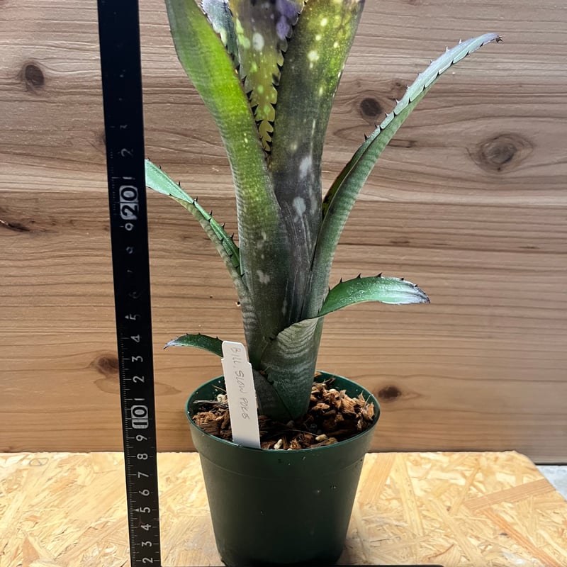 ビルベルギア スローポーク | GREEN LUCK