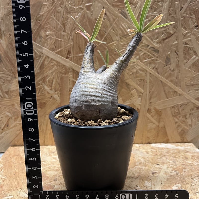 パキポディウム グラキリス | GREEN LUCK