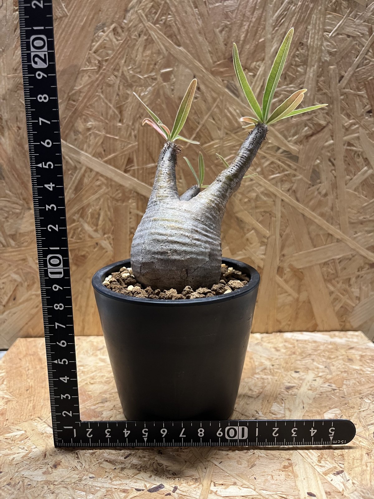 パキポディウム・グラキリス④ パキポディウム グラキリス | GREEN LUCK