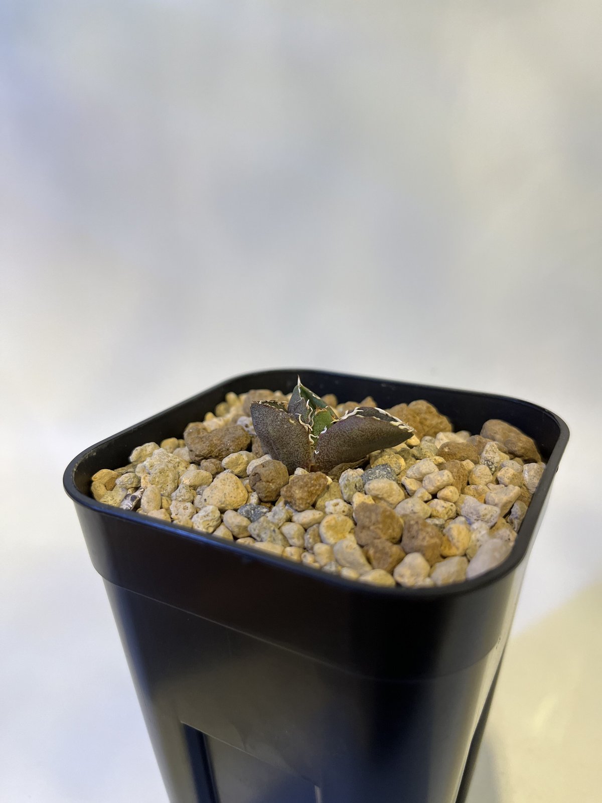 アガベ チタノタ CG-01 aka.COK | GREEN LUCK