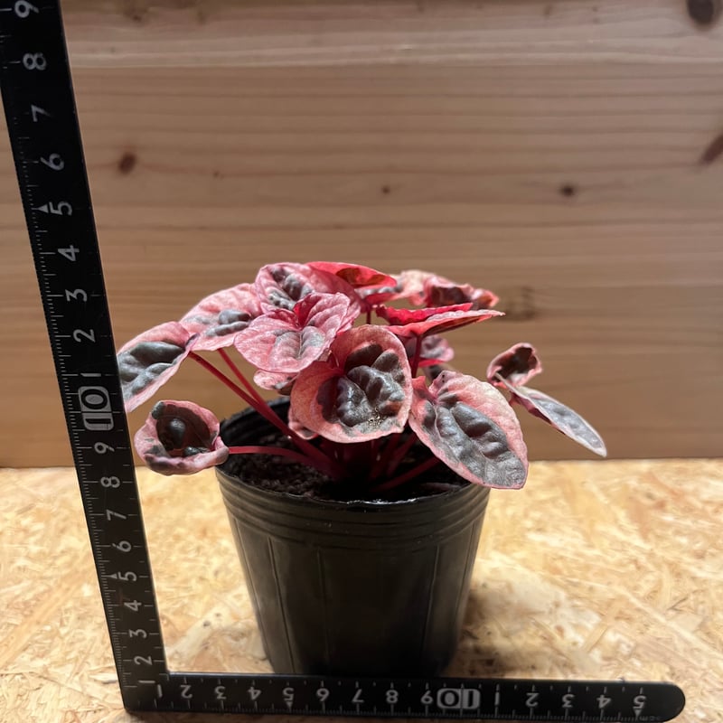 ペペロミア ストロベリークォーツ | GREEN LUCK