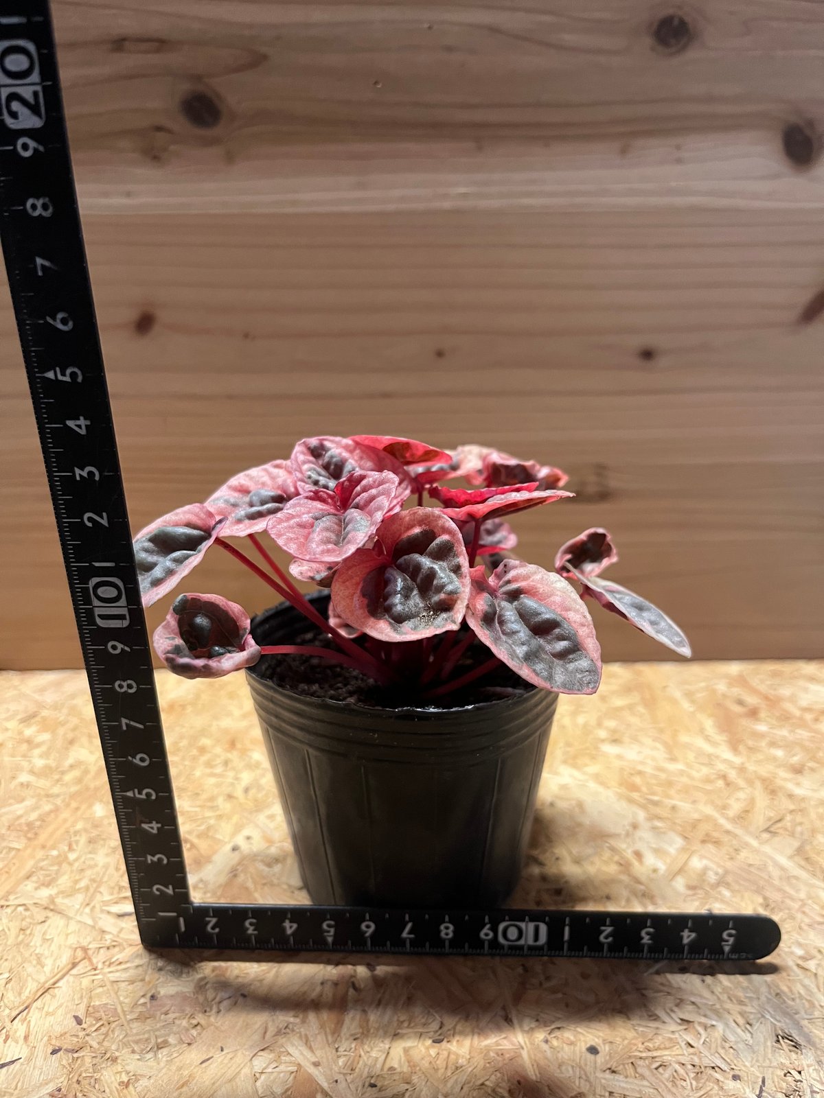 ペペロミア ストロベリークォーツ | GREEN LUCK