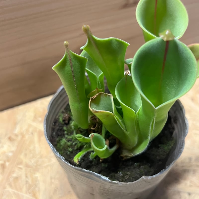 ヘリアンフォラ | GREEN LUCK