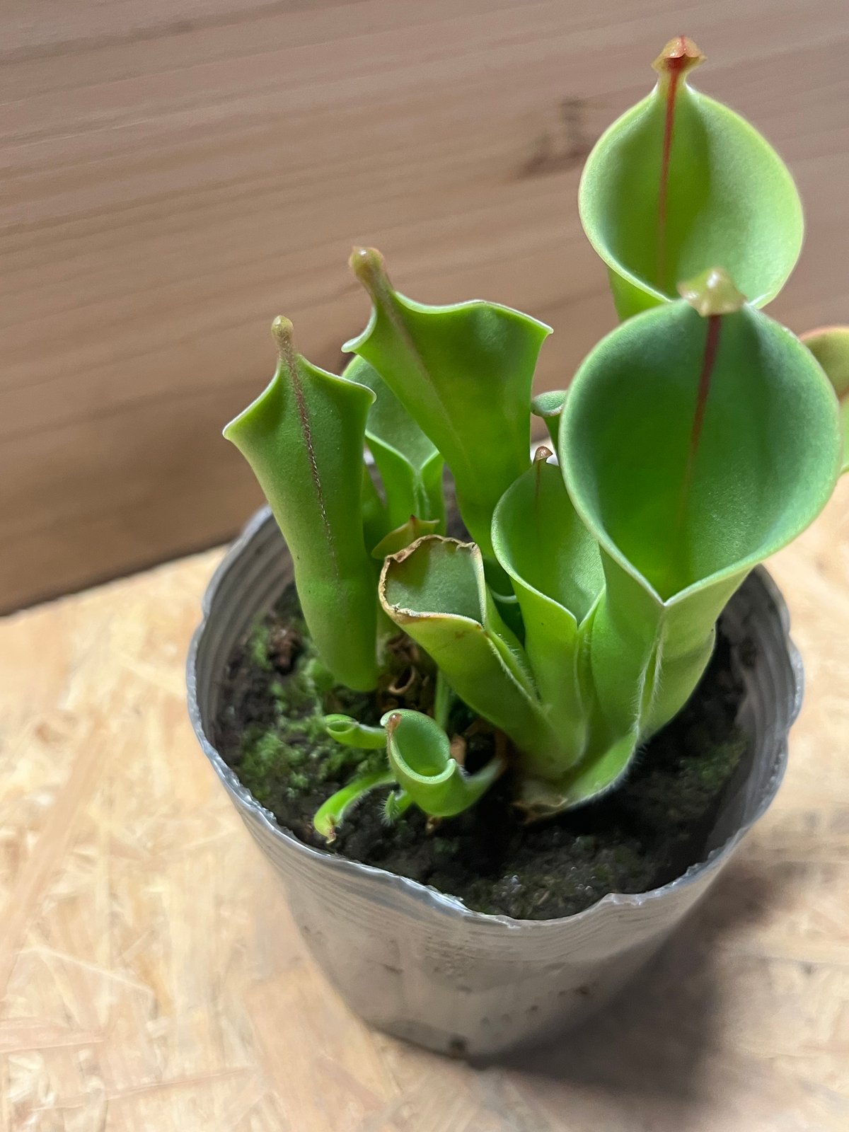 ヘリアンフォラ | GREEN LUCK