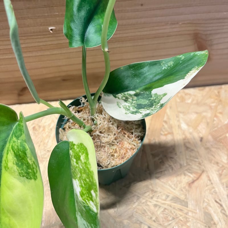 【極上斑】スキンダプサス　ユパ 極上斑】スキンダプサス ユパ 私のスキンダプサス・ユパ、すごく綺麗に