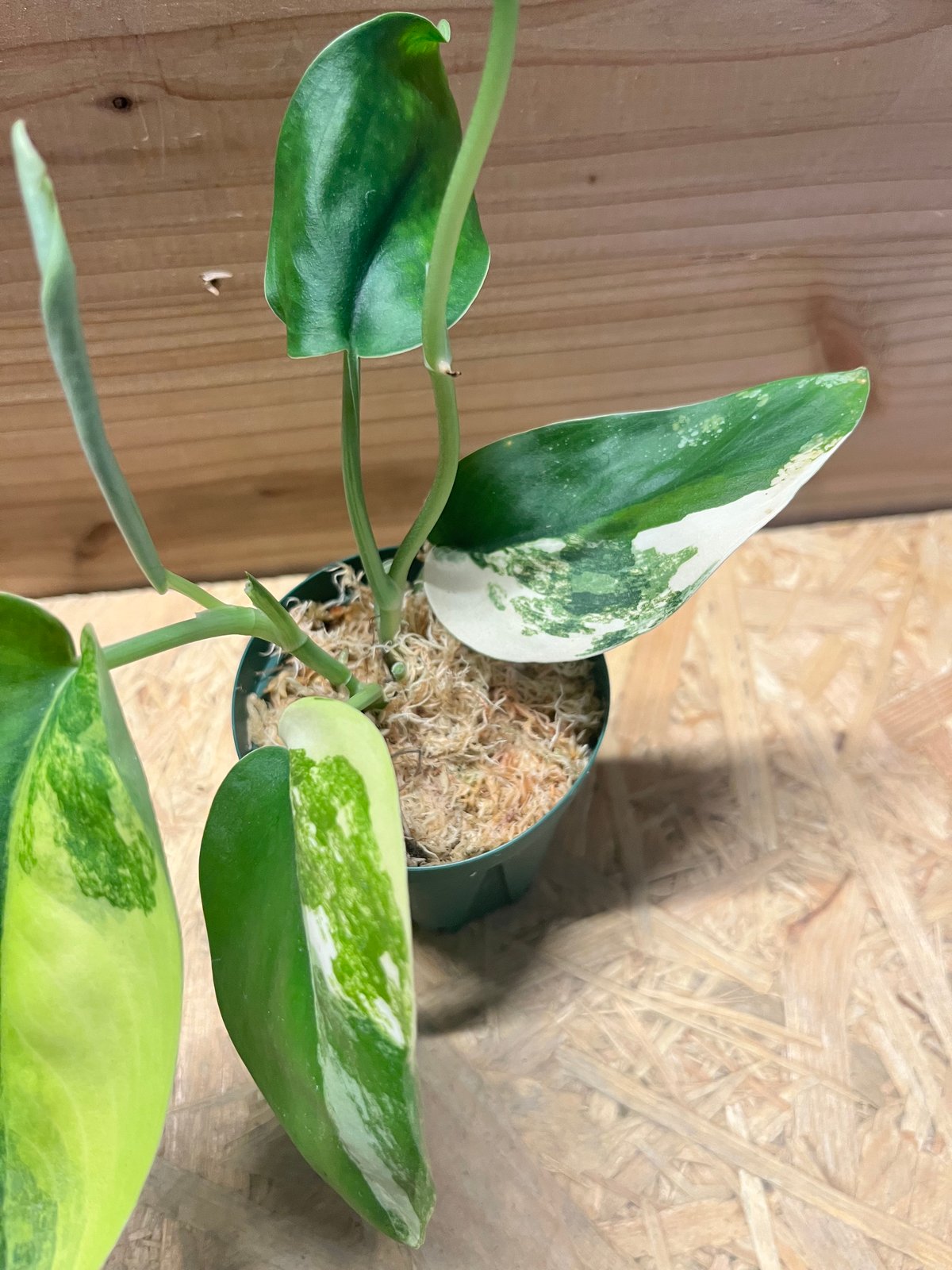 スキンダプサス ジェイドサテン バリエガータ | GREEN LUCK