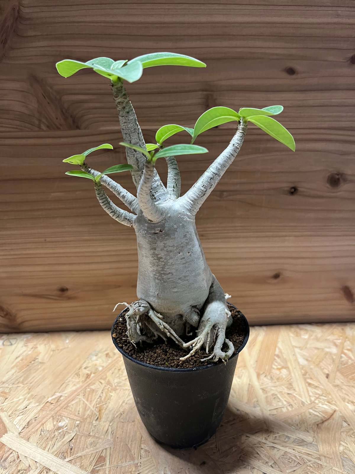 アデニウム アラビカム | GREEN LUCK