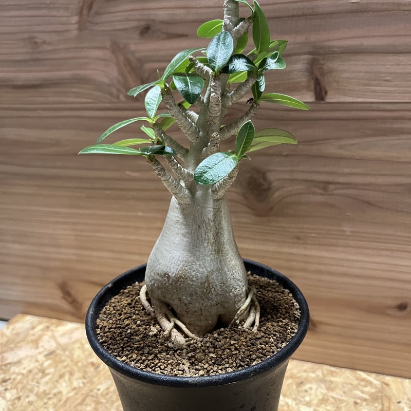 アデニウム　アラビカム アデニウム アラビカム | GREEN LUCK