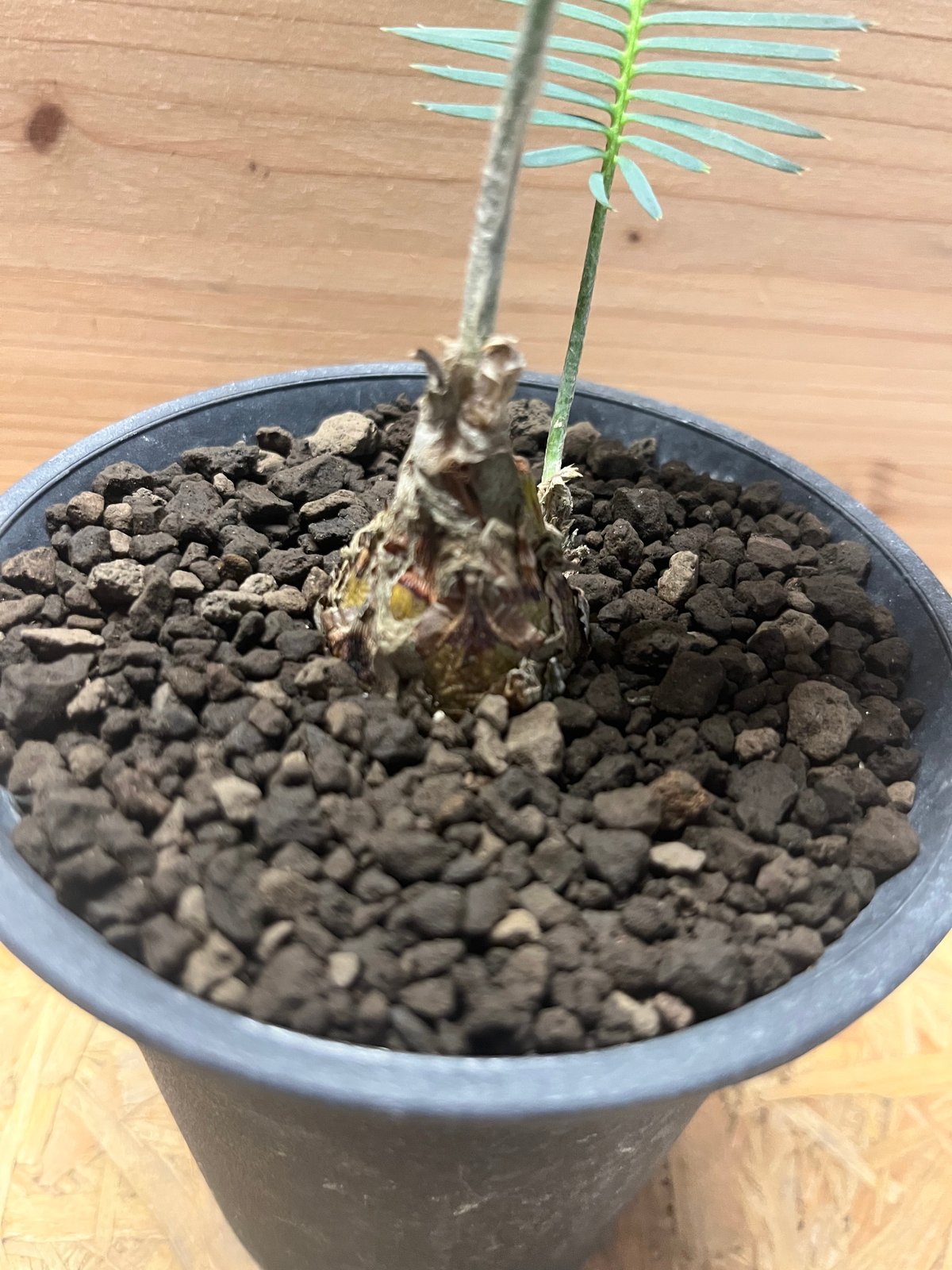 ディオーン エデュレ21 3.5号鉢 観葉植物 メキシコ原産 【公式通販】